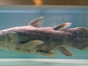 Ученые нашли необычные гены у «живого ископаемого»