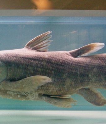 Ученые нашли необычные гены у «живого ископаемого»