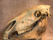 В Петербурге плотник украл черепа древних животных и продал их школьнику