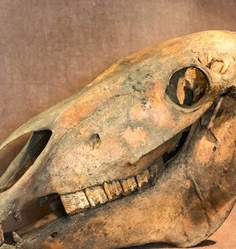 В Петербурге плотник украл черепа древних животных и продал их школьнику