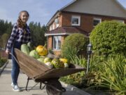 Фермеры: Из-за дождей черешня гнила на деревьях, зато ждем рекордный урожай моркови и картофеля