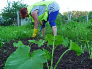 На дачах все лето можно подсаживать зеленные культуры