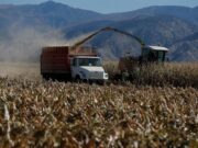 Идем на рекорд: как небывалый урожай повлияет на цены и курс гривны