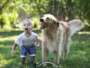 Всё для собак: что нужно для счастья собаки?