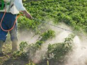 Инсектициды: для чего используются, преимущества