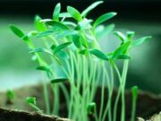 Анализ растений: понятие, особенности, область применения