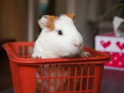 Назван топ-5 самых неприхотливых домашних питомцев