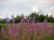 Назван идеальный напиток перед сном: нормализует холестерин