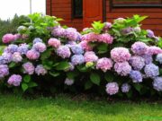 Гортензия: виды, правила ухода