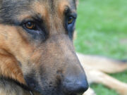 Московские ветеринары привели в чувство овчарку, получившую тепловой удар