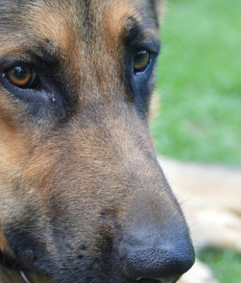 Московские ветеринары привели в чувство овчарку, получившую тепловой удар
