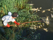 В Польше вытащили десятки тонн мертвой рыбы: загадка не разрешена