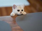 Как сделать проживание котенка комфортным в квартире