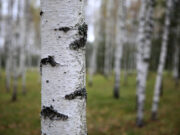 В Херсоне проукраинские активисты начали тайную войну с березами