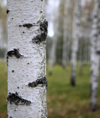 В Херсоне проукраинские активисты начали тайную войну с березами