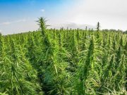 Эксперты рассказали о перспективах выращивания конопли в России