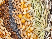 Семена овощей: на что стоит обратить внимание при выборе?