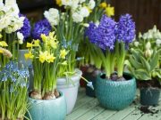 Луковицы весенних цветов: сорта, посадка и уход