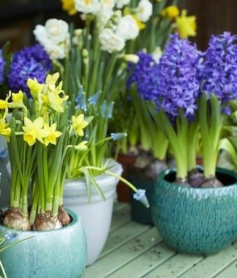 Луковицы весенних цветов: сорта, посадка и уход