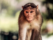 Заразившийся оспой обезьян описал «ужасные симптомы» болезни