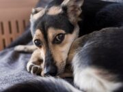 К собаке, которая провела в заточении три года, хотят пригнать кран