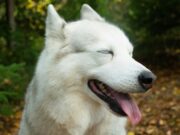 Объяснено продление запрета на выгул собак в целях в одной стране