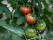 Отдых кончился: в огороде наступают горячие деньки