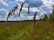 Что можно, а что нельзя делать 10 сентября в день Анны и Саввы Скирдников