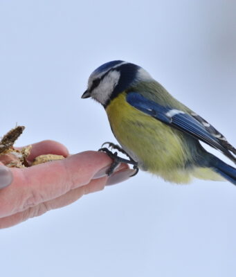 Что можно, а что нельзя делать 12 ноября в Синичкин день