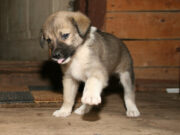 «Разобрали баню, чтобы спасти»: собака, застрявшая в 20-сантиметровой щели, оказалась Лаки