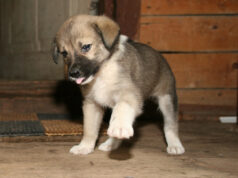 «Разобрали баню, чтобы спасти»: собака, застрявшая в 20-сантиметровой щели, оказалась Лаки