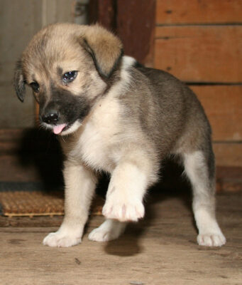 «Разобрали баню, чтобы спасти»: собака, застрявшая в 20-сантиметровой щели, оказалась Лаки