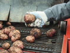 Рекордный урожай вызвал массовую раздачу картофеля бесплатно в европейской столице