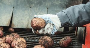 Рекордный урожай вызвал массовую раздачу картофеля бесплатно в европейской столице