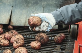 Рекордный урожай вызвал массовую раздачу картофеля бесплатно в европейской столице