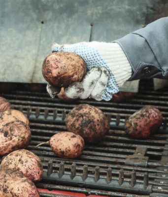 Рекордный урожай вызвал массовую раздачу картофеля бесплатно в европейской столице