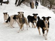 Растерзали снова: почему закон о бездомных животных не работает в России