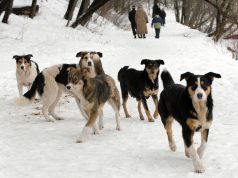 Растерзали снова: почему закон о бездомных животных не работает в России