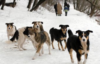 Растерзали снова: почему закон о бездомных животных не работает в России