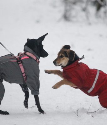 Что можно, а что нельзя делать 3 февраля в Максимов день