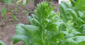 «Грязная дюжина»: названы самые загрязненные пестицидами овощи и фрукты