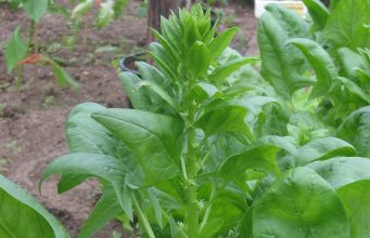 «Грязная дюжина»: названы самые загрязненные пестицидами овощи и фрукты