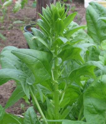 «Грязная дюжина»: названы самые загрязненные пестицидами овощи и фрукты