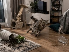 Почему кошка бесится