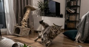 Почему кошка бесится