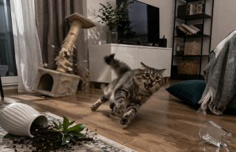 Почему кошка бесится