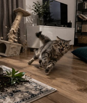 Почему кошка бесится